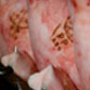footer-widget-gallery